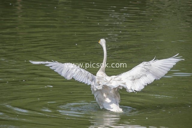 水面展翅的白天鹅 唯美自然野生动物素材