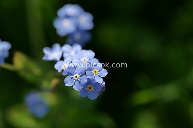 Close-up of Blue Forget-Me-Nots in a Spring Garden