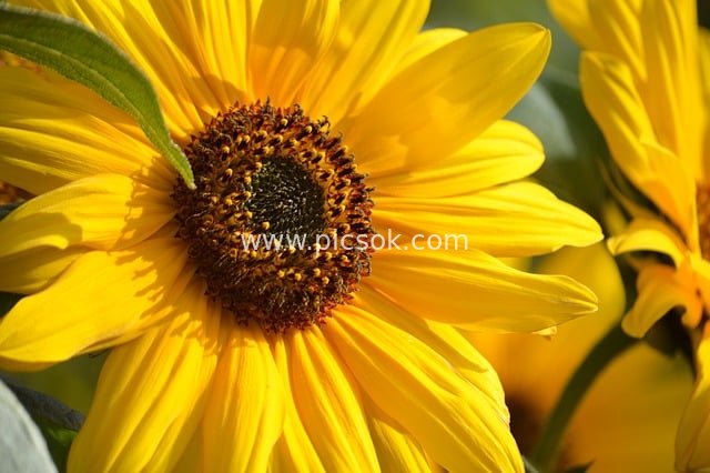 夏日向日葵特写 明亮黄色花瓣自然背景图