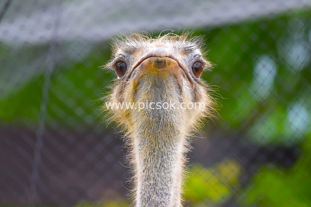 Ostrich Face Close-Up at the Zoo | Unique Flightless Bird