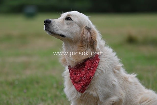 金毛犬戴红方巾户外专注眺望的画面