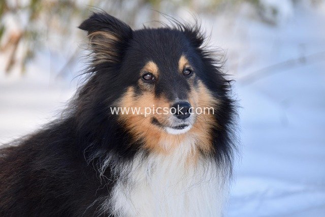 Shetland Sheepdog in the Snow: Adorable Working Companion Dog