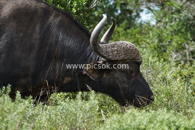 Close-up of African Wild Buffalo | Wildlife Scene in Natural Grassland Safari