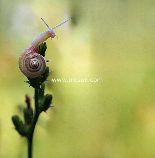 Macro Snail Close-Up: Adorable Tiny Creature in Fresh Nature