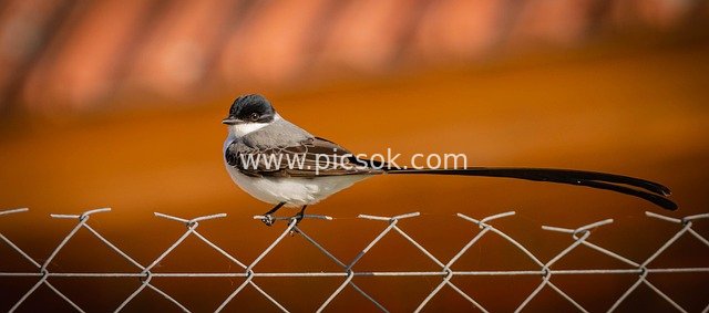 叉尾霸鹟栖息铁丝网 自然野生动物摄影图