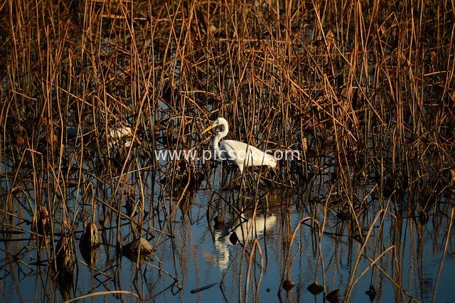 Natural Ecological Scene of an Egret Resting in Wetland Reed Beds