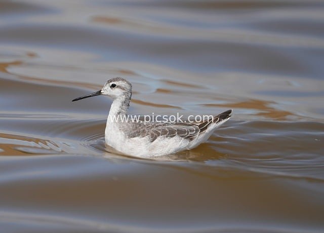 水面游泳的威尔逊瓣蹼鹬自然生态摄影