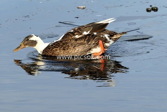 彩色野鸭水面游弋 羽毛鲜艳倒影相映成趣