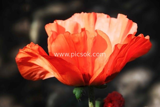 鲜艳罂粟花特写 自然绽放的红色花姿