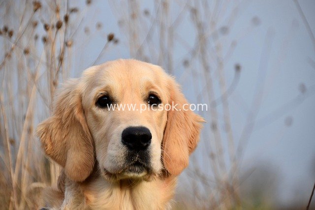 Adorable Outdoor Close-up of a Gentle Golden Retriever