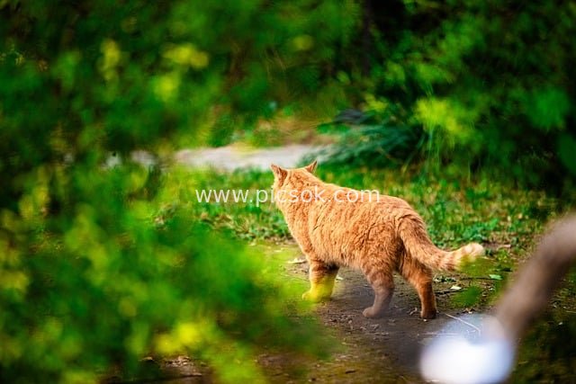 橘猫漫步秋日绿意小径 自然光影美景