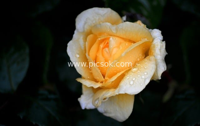 Yellow-White Rose with Raindrops | Sad Atmosphere Floral Stock Material