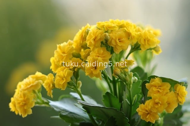 黄色长寿花盆栽 室内阳台清新花卉植物