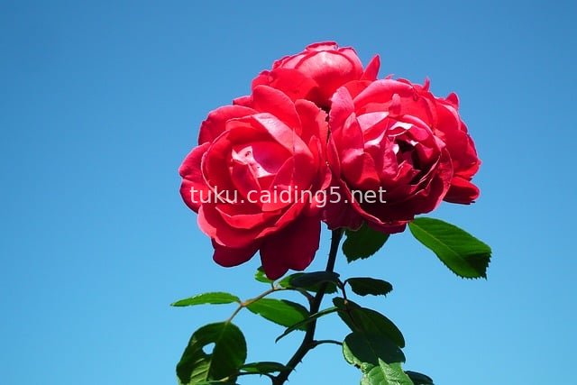 Blooming Red Roses Against a Blue Sky Background – Natural Flowers in a Summer Garden