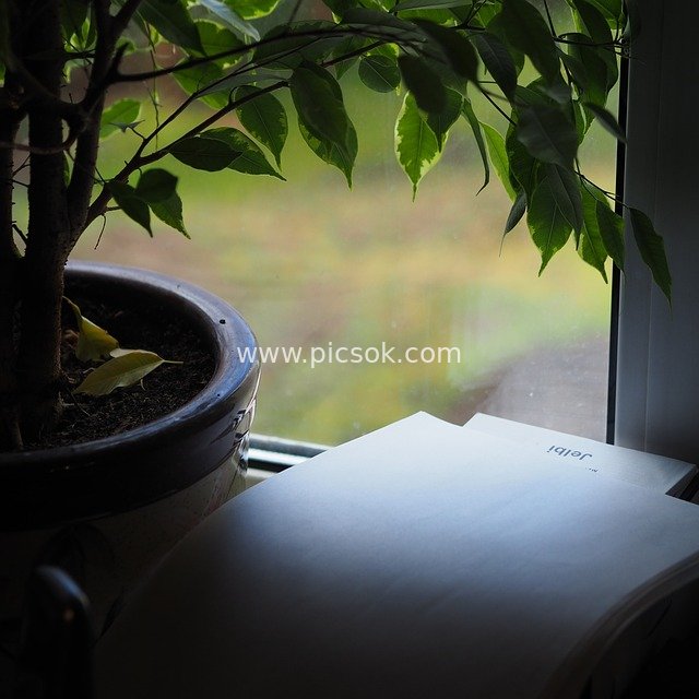 窗边绿植与笔记本 静谧学习办公场景