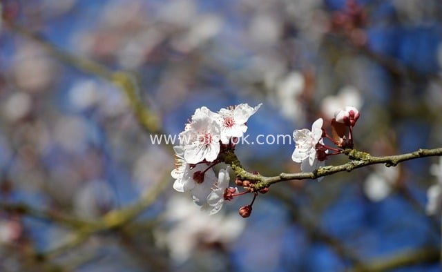 White Cherry Blossoms (Kasuga Field Cherry) Blooming: Spring Warmth on Branches