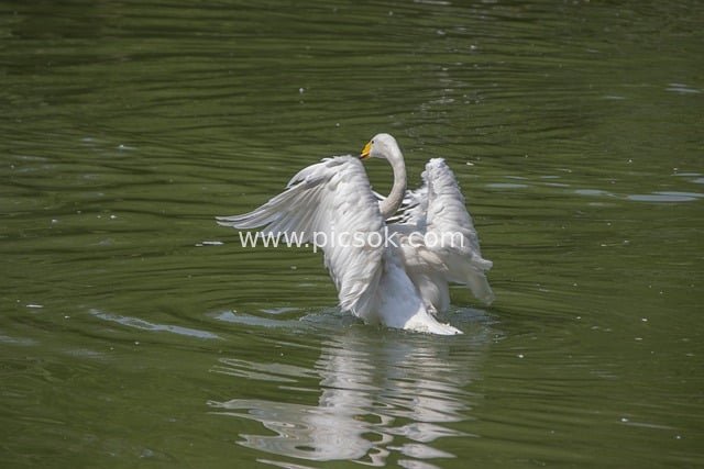 水面展翅的白天鹅 灵动自然水禽景观