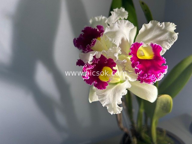 绚丽卡特兰兰花特写 白色紫边花卉植物