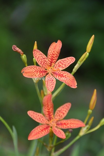Close-Up of Orange-Red Spotted Flowers Natural Plant Material