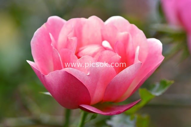 盛开的粉色蔷薇花 柔美花瓣自然特写