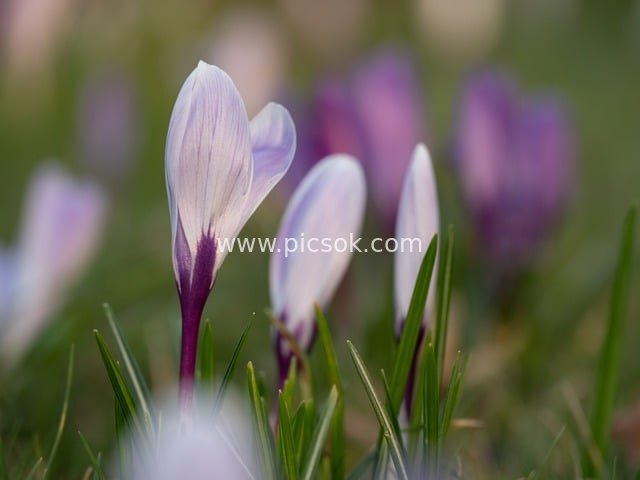 春日番红花绽放 花园清新自然美景