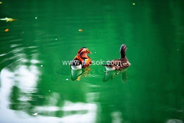 秋季绿色湖面上鸳鸯戏水的自然美景