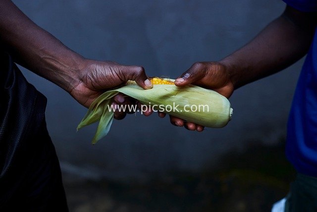 Warm Moment of Two Sharing Corn | Exchange/Trade Scene
