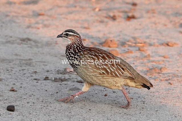 冠鹧鸪行走砂石地 野生鸟类生动特写