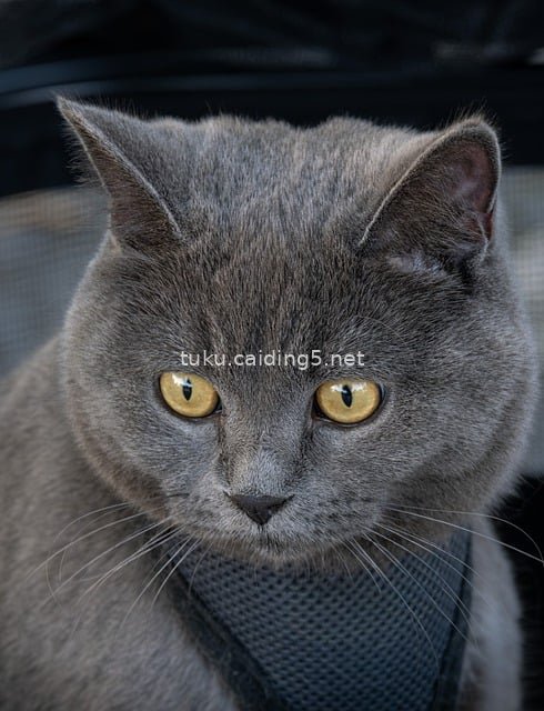 英国短毛猫特写 灰毛黄眼萌态尽显