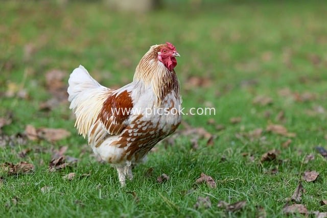 秋日乡村绿草地 白棕羽毛公鸡站立