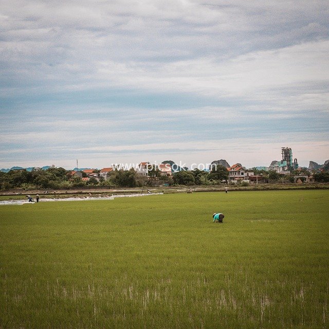 Vietnamese Rural Rice Fields: Farmers Working Amid Natural Pastoral Scenery
