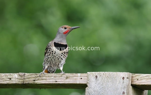 春日户外北扑翅鴷栖息木栅栏 野生鸟类特写