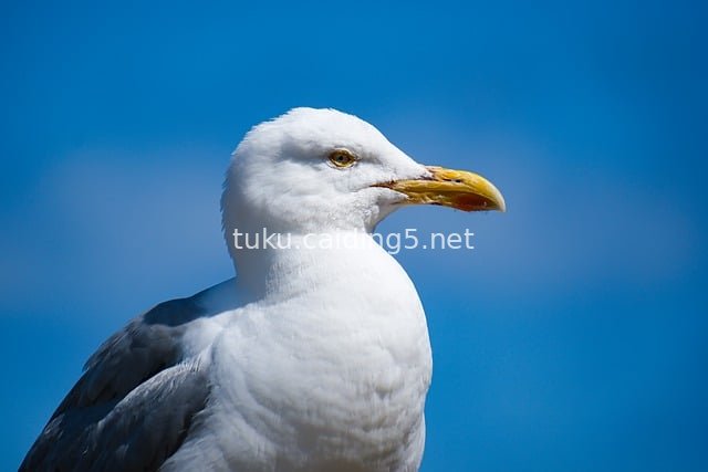 蓝天背景下的海鸥特写 野生动物自然摄影素材