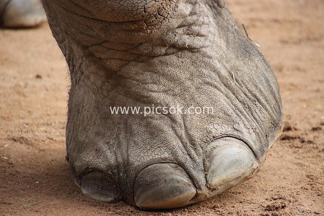 Close-Up of an Elephant's Footpad | Detailed Shot of a Wild Animal's Foot