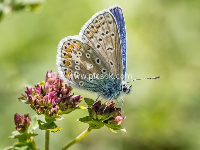 butterfly, insect, nature, wings, wildlife, entomology, lepidoptera, bloom, flower, plant, flora, uk, blue