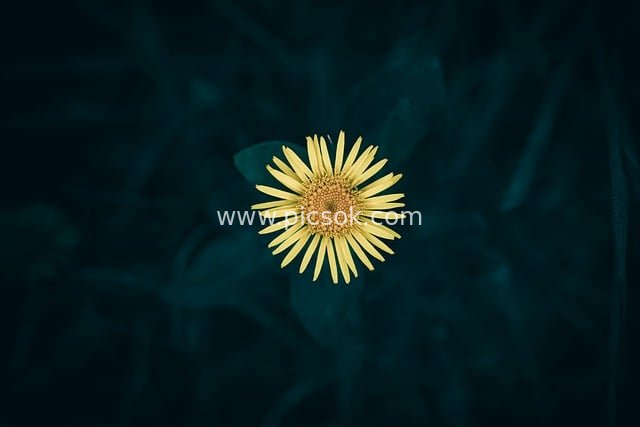 Close-up of Yellow Wildflower - Fresh Natural Floral Photography Material