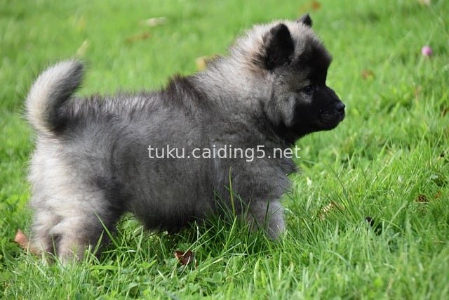 可爱欧亚犬幼犬在绿草地上玩耍