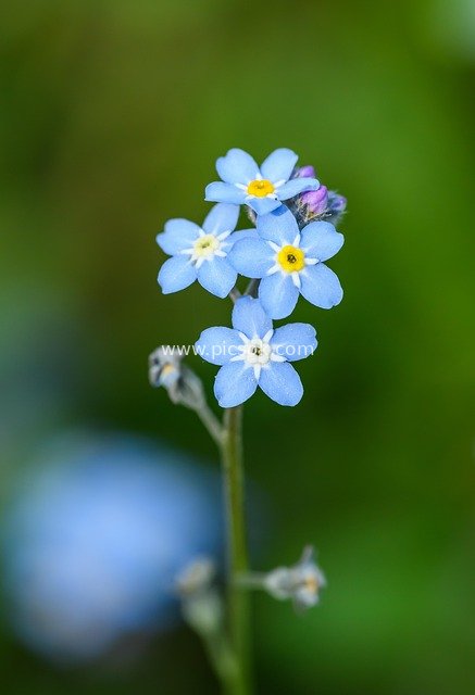 Close-up of Blue Forget-Me-Not Wildflower – Medicinal Plant Natural Photography Material