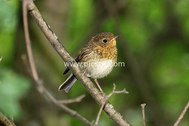 知更鸟幼鸟栖息枝头 自然森林中的野生鸣禽