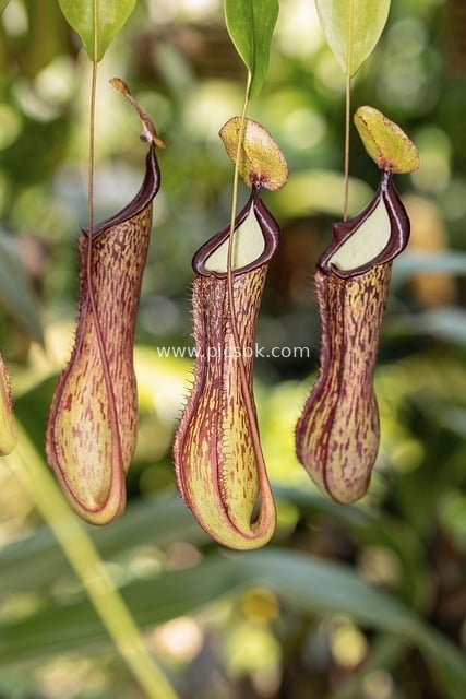 热带食虫植物猪笼草捕虫笼自然特写