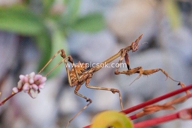高脚螳螂抬臂 自然捕食性昆虫特写