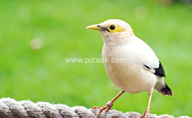White Bird Perched on Rope - Fresh Natural Wildlife Material