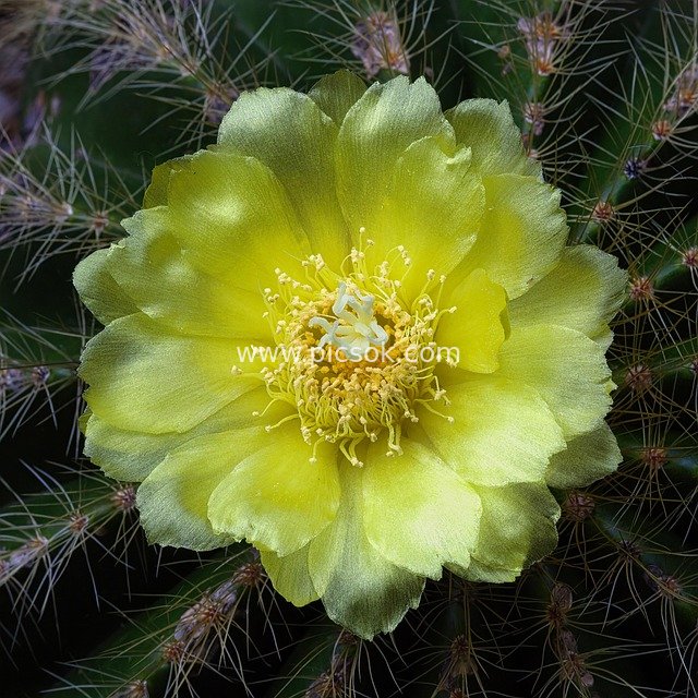 仙人掌黄色花朵特写 自然植物绽放之美