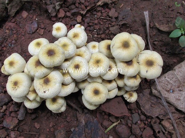 Close-up of Pale Yellow Wild Mushrooms Growing in Clusters on the Ground