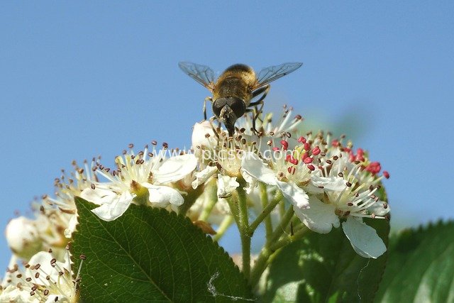 Close-up of Bee Pollinating White Flowers Against Blue Sky