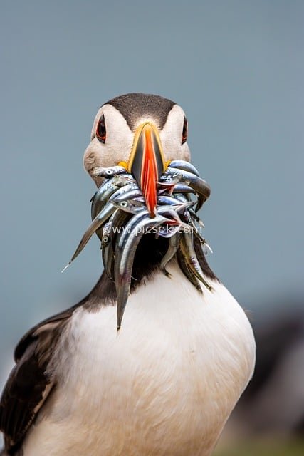 海鹦满喙小鱼的生动生态特写