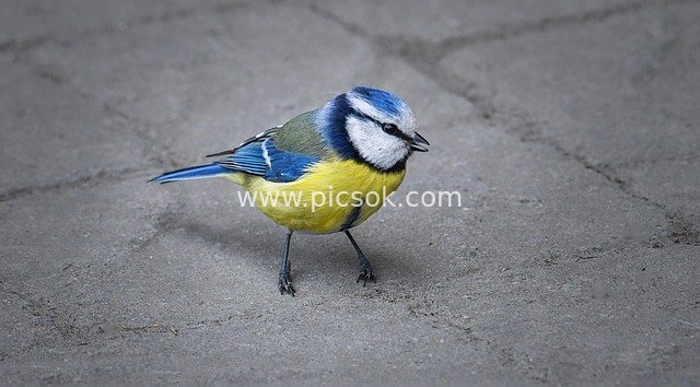 A Blue-and-Yellow Bird Standing Alone on the Ground