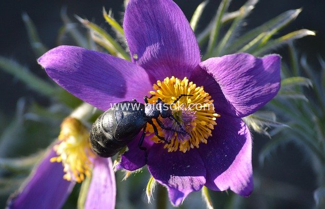 Ecological Close-Up of a Blister Beetle on a Purple Anemone Flower