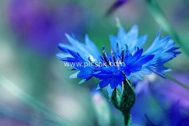 Blue Forget-Me-Not Wildflower in Bloom: Fresh Close-Up of Garden Plant