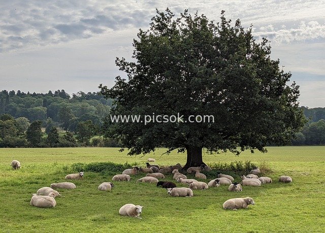 Sheep Flock with a Black Sheep Under a Big Tree in a Rural Pasture: A Scene of Inclusion